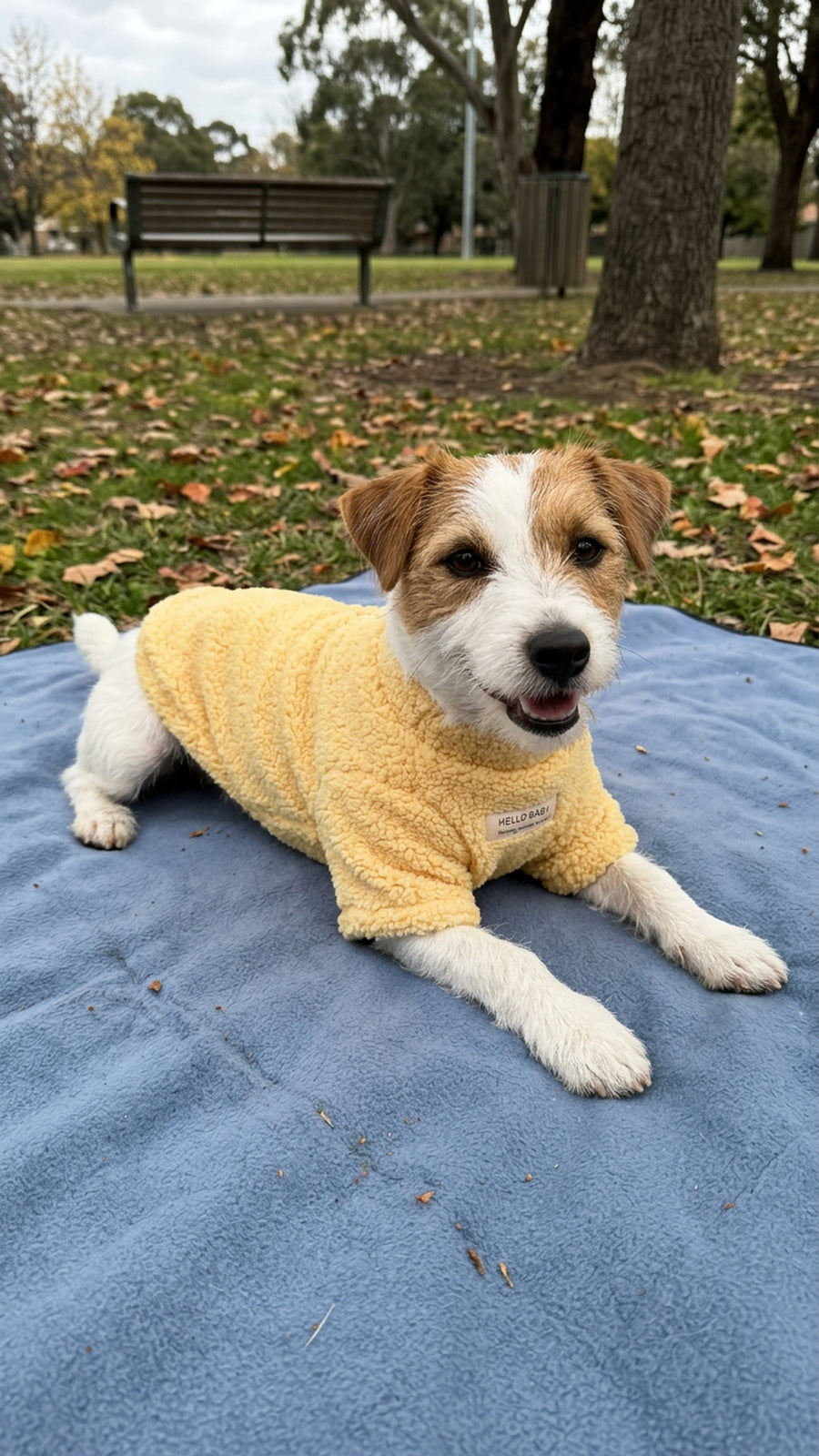 Jack Russell