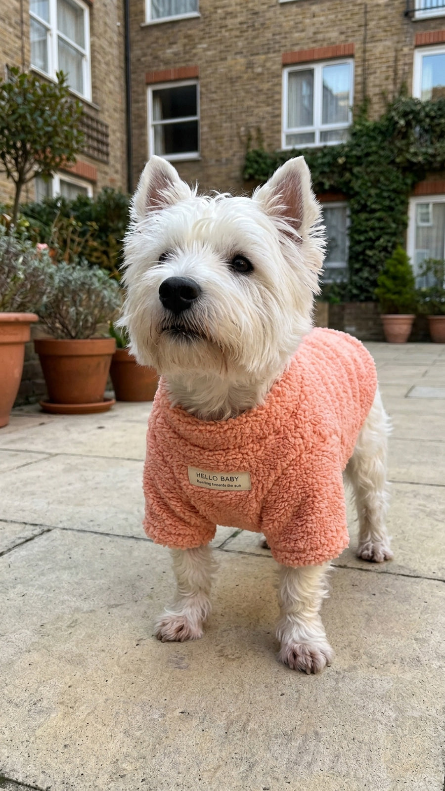 Westie