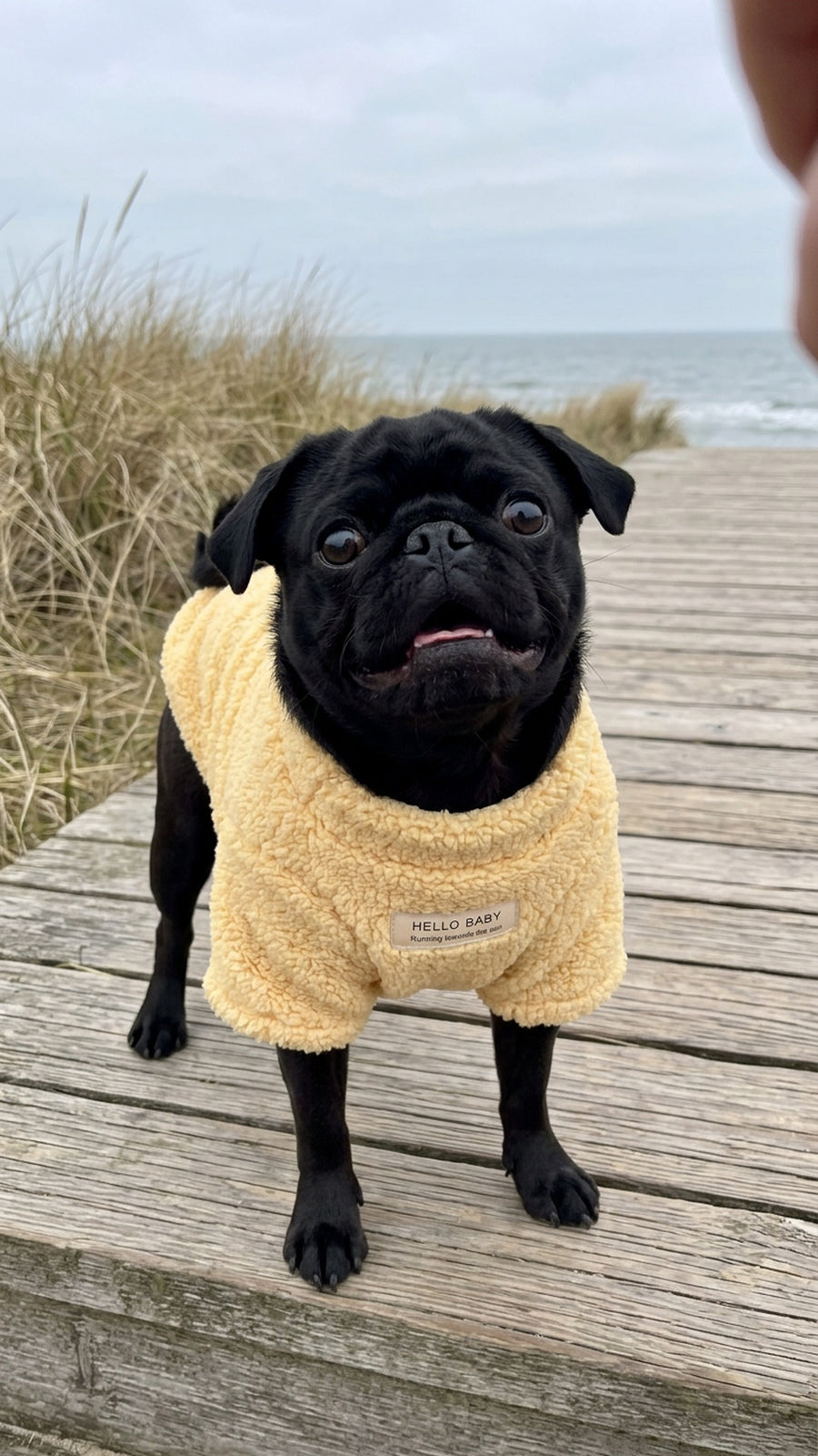 Pug